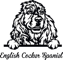 English Cocker Spaniel Peeking Dog - head isolated on white