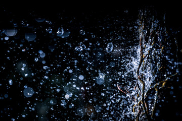 Selective focus splashing water droplets with trees in black background.soft focus.shallow focus effect.
