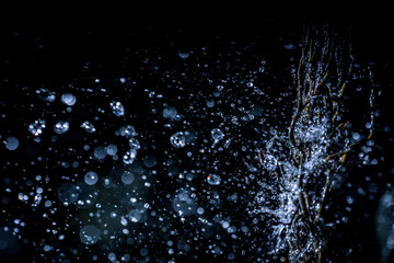 Selective focus splashing water droplets with trees in black background.soft focus.shallow focus effect.
