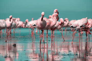 Wild african birds. Group birds of pink  flamingos  walking around the blue lagoon on a sunny day