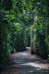 Obraz premium path in the forest