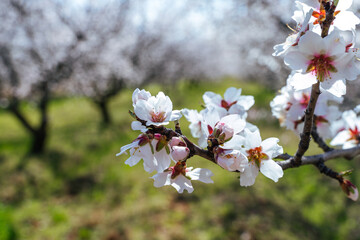Beautiful almond blossoms on the almont tree branch.