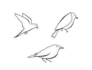 bird icon vector illustration 