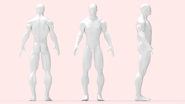 3D rendering of a male anatomy medical mock up render of human being. Multiple isolated views. Silhouette