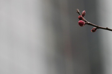 紅梅のつぼみ　東京、赤坂にある東京ミッドタウン