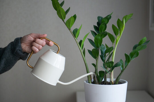 Person in grey sweater watering flower home plant zamioculcas