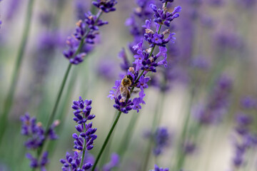 Bee on English lavender in a garden