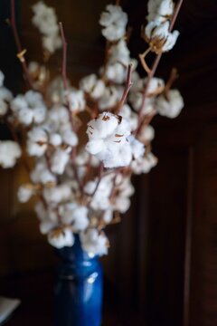Close up of the Cotton flower