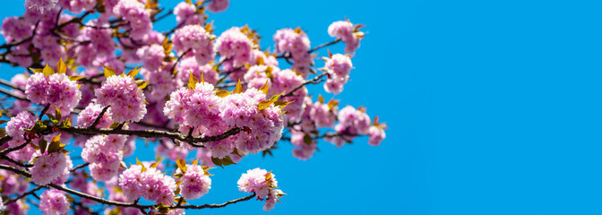 Spring banner, blossom background. Cherry Blossoms Trees. Sakura Festival. Spring background with pink blossom sakura. Branch spring flowers. © Volodymyr