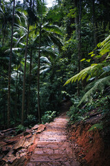 Obraz premium path in the forest