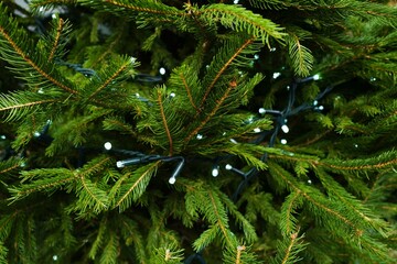 Pine tree brunches full frame with small lights