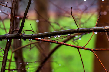 Verregneter Herbst mit Regentropfen an den Zweigen