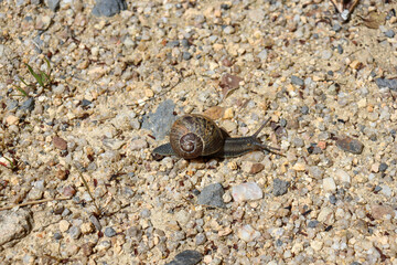 snail on the stone