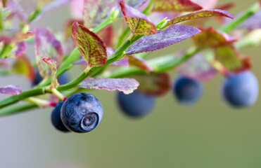 blueberries