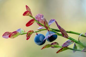 blueberries