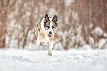 The dog walks in the winter in nature with its owner. They train and play.  