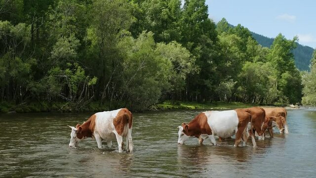 A cows drinks water from a pure mountain river. Concept: subsistence farming, organic products.