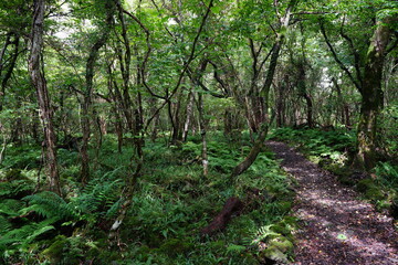 a pathway through thick wild forest