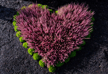 Heart shaped flower bed with pink and magenta Heather, Erica or ling flowers (Calluna vulgaris)...