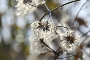 綿毛のついた冬枯れの木