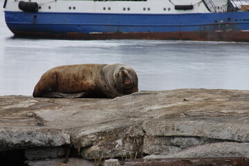 Sea lions in Avacha Bay