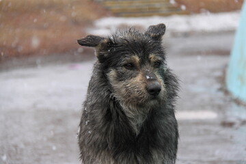 Stray dogs on the streets of the city