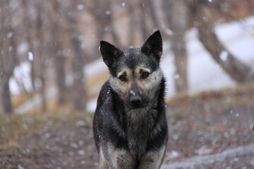 Stray dogs on the streets of the city