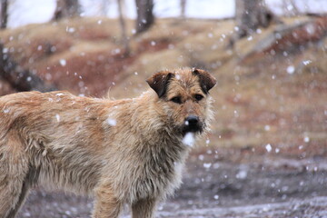 Stray dogs on the streets of the city