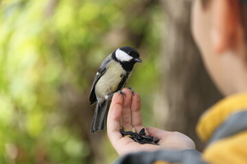 Bold tit on the arm