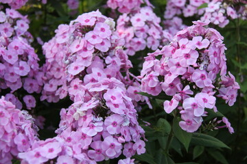 Pink Phlox