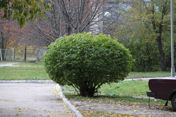 Ornamental plant in the park
