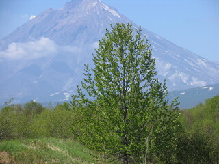 A tree on the background of a volcano