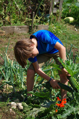 jardinage - enfant ramassant des courgettes au potager