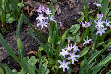 White and purple spring flowers with green leaves in decorative flowerbed in sunny garden