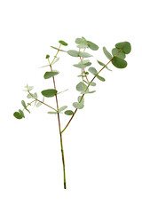 Green eucalyptus branch with leaves isolated on white background.