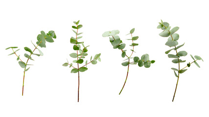 Set of eucalyptus branches with leaves isolated on white background.
