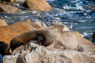 Brown fur seal also known as Australian fur seal resting on the rock near the ocean