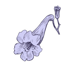 Vector illustration flower of Jacaranda tree. Hand drawn sketch, graphic element with a purple fill