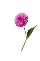 Purple dahlia on a white background. Floral pattern.