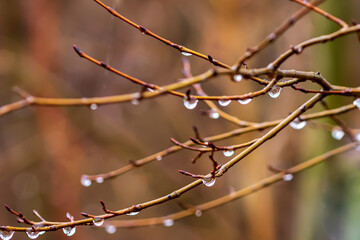 Verregneter Herbst mit Regentropfen an den Zweigen