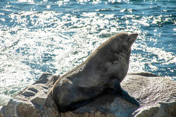 Brown fur seal also known as Australian fur seal resting on the rock near the ocean