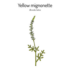 Yellow or wild mignonette Reseda lutea , medicinal plant