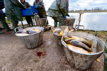 Commercial freshwater carp fish in a bucket prepare for sale
