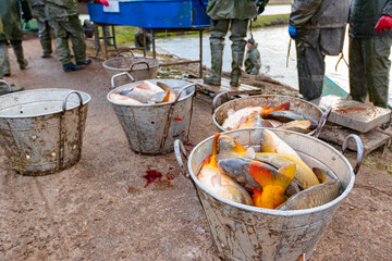 Commercial freshwater carp fish in a bucket prepare for sale