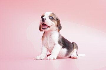The general appearance of the beagle resembles a miniature Foxhound. Beagles have excellent noses....