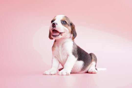 The general appearance of the beagle resembles a miniature Foxhound. Beagles have excellent noses. Beagles are used in a range of research procedures.