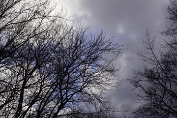 Dark clouds, sky, silhouette trees in the winter in the Netherlands. Stormy, January