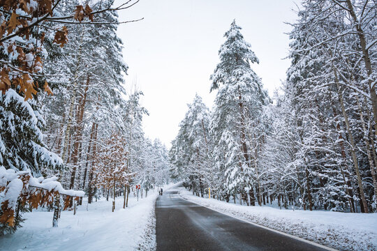 Empty road in snowy winter forest. Tall fir trees landscape. Picturesque view of snow-capped spruces on frosty day. Photo wallpaper. Fabulous nature image. Beauty of earth. Horizontal card.