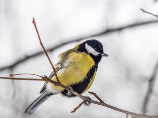 Cute bird Great tit, songbird sitting on a branch without leaves in the autumn or winter.