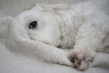 Maltese Dog Bichon lay down on Sofa